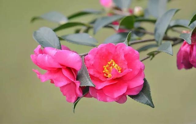 camellia做英文名寓意（camilia英文名寓意）