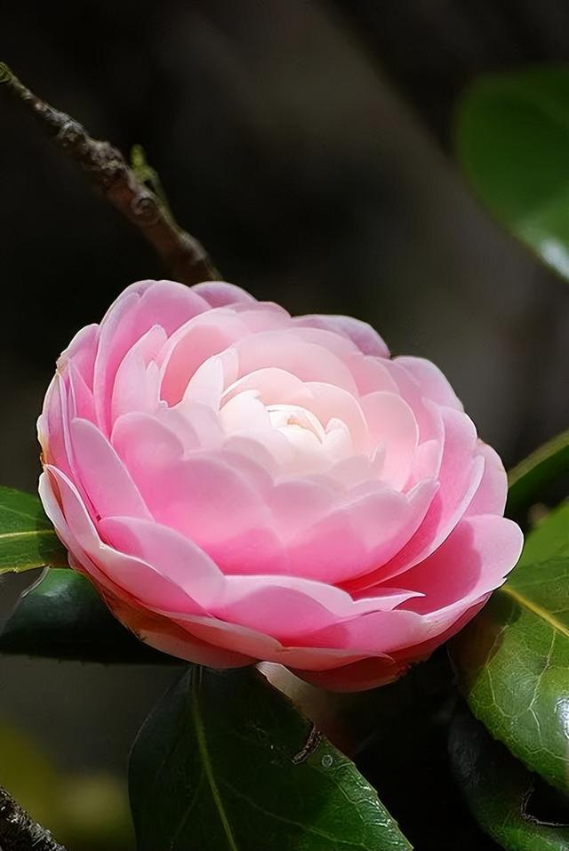 camellia做英文名寓意（camilia英文名寓意）