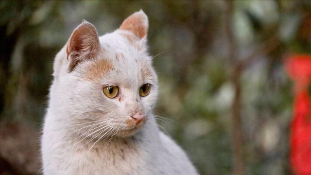 猫取名字带好运的意思好听（公猫取名字带好运的意思）