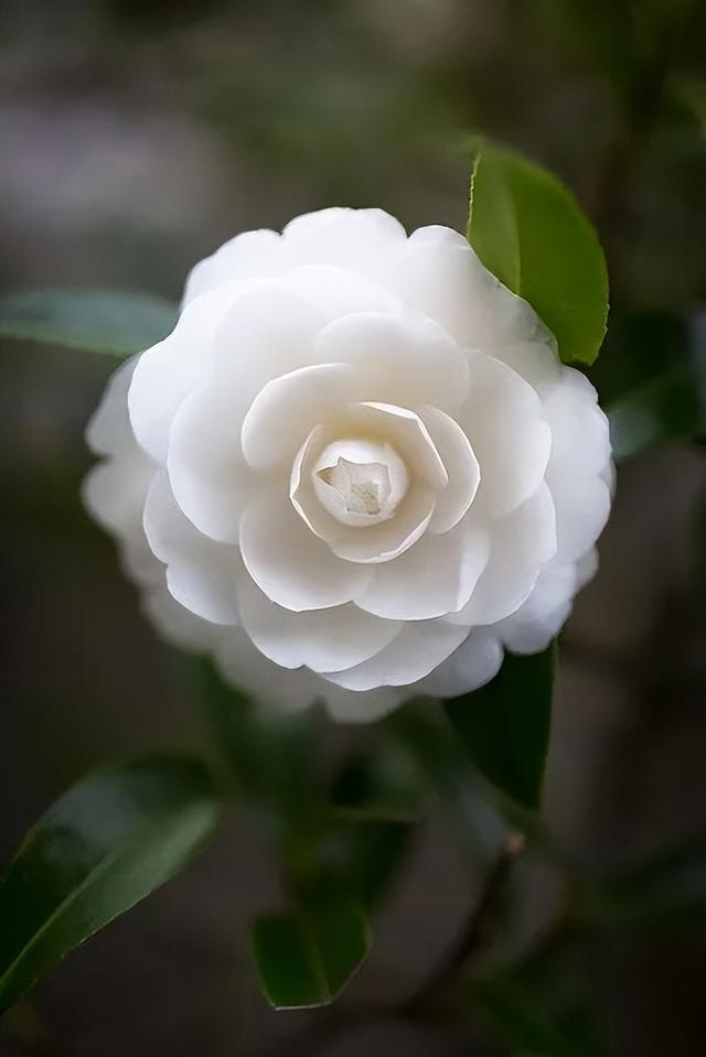 camellia做英文名寓意（camilia英文名寓意）