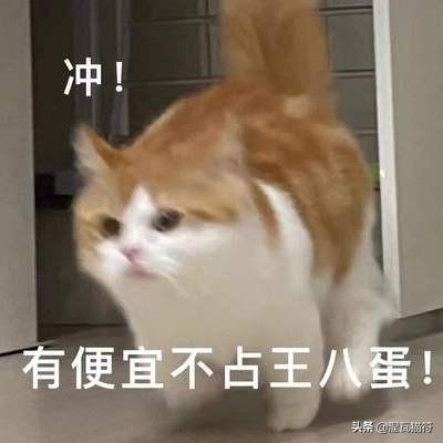 给猫取啥名字有好运（表示好运的猫名字）