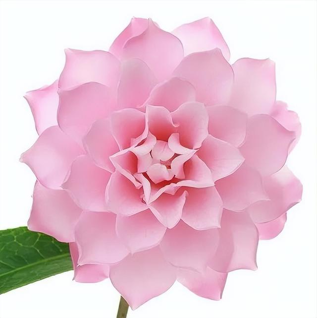 camellia做英文名寓意（camilia英文名寓意）