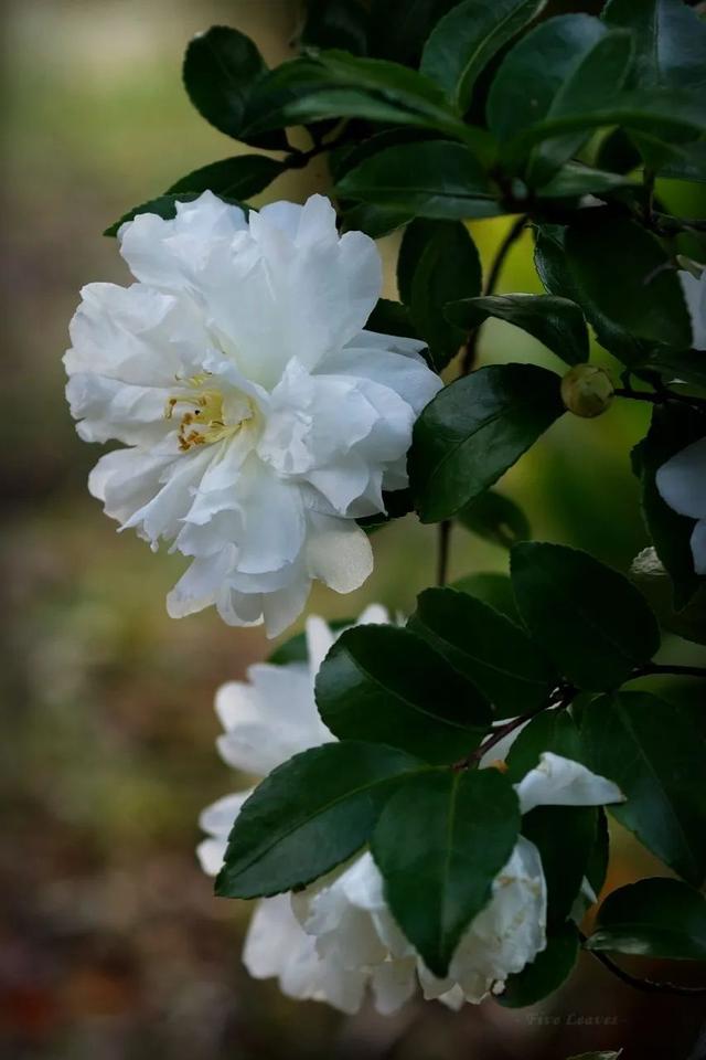 camellia做英文名寓意（camilia英文名寓意）