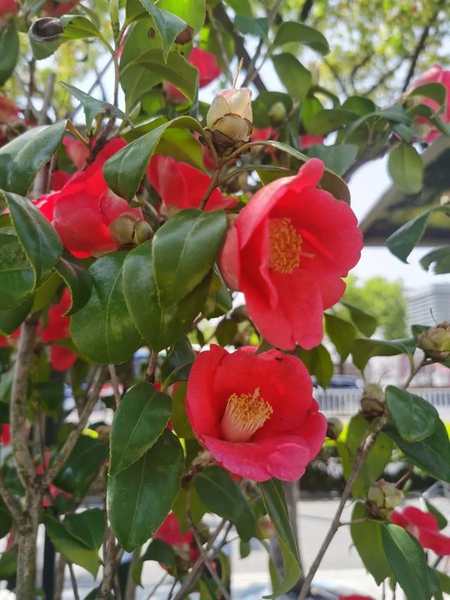 camellia做英文名寓意（camilia英文名寓意）