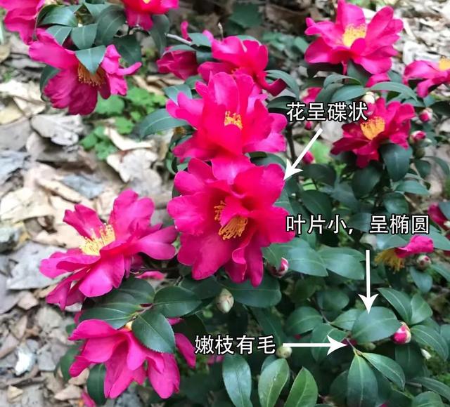 camellia做英文名寓意（camilia英文名寓意）