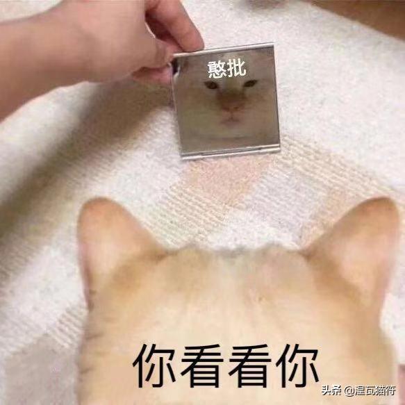 给猫取啥名字有好运（表示好运的猫名字）