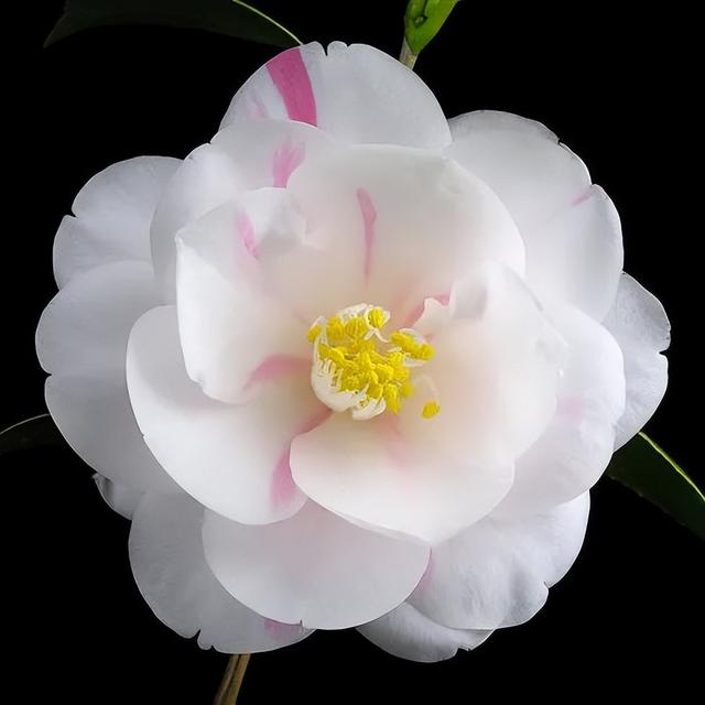 camellia做英文名寓意（camilia英文名寓意）