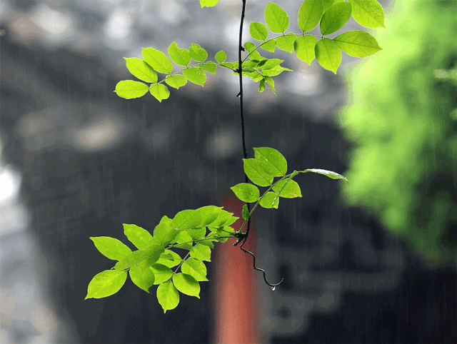 雨菲这个名字的含义 视频（雨菲这个名字的含义女宝宝）