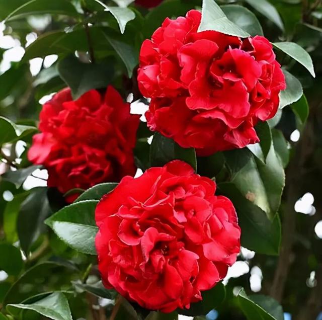 camellia做英文名寓意（camilia英文名寓意）