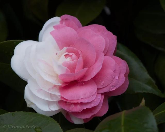 camellia做英文名寓意（camilia英文名寓意）