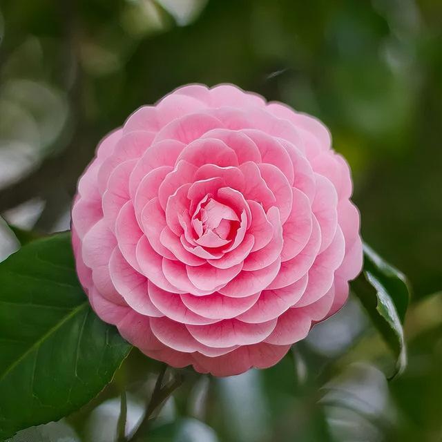 camellia做英文名寓意（camilia英文名寓意）