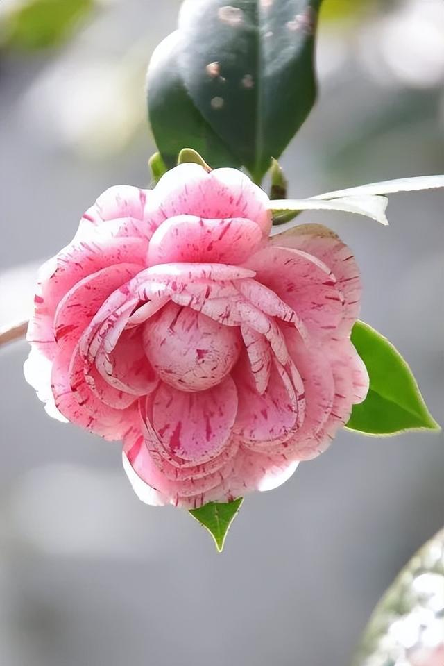 camellia做英文名寓意（camilia英文名寓意）