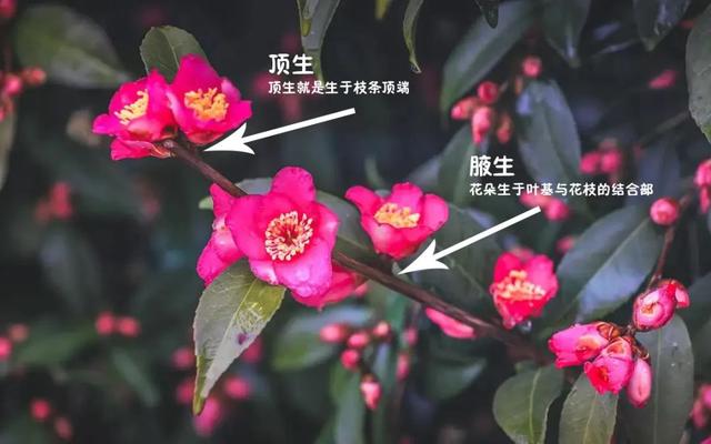 camellia做英文名寓意（camilia英文名寓意）