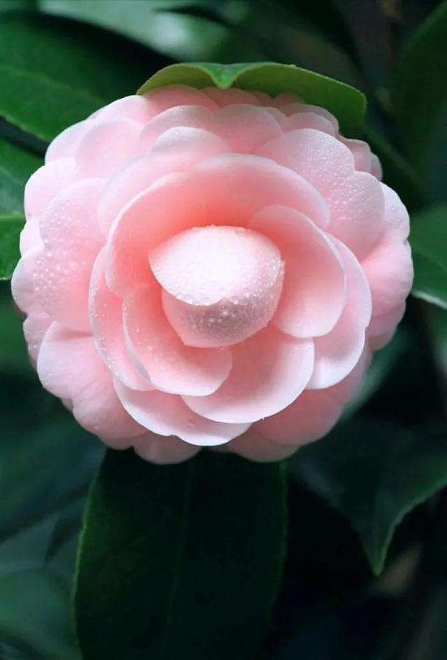 camellia做英文名寓意（camilia英文名寓意）