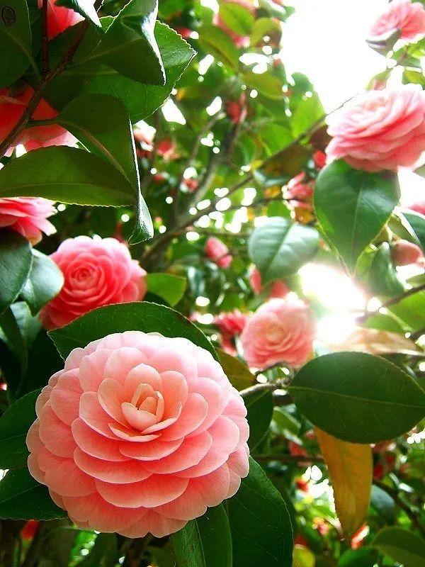 camellia做英文名寓意（camilia英文名寓意）