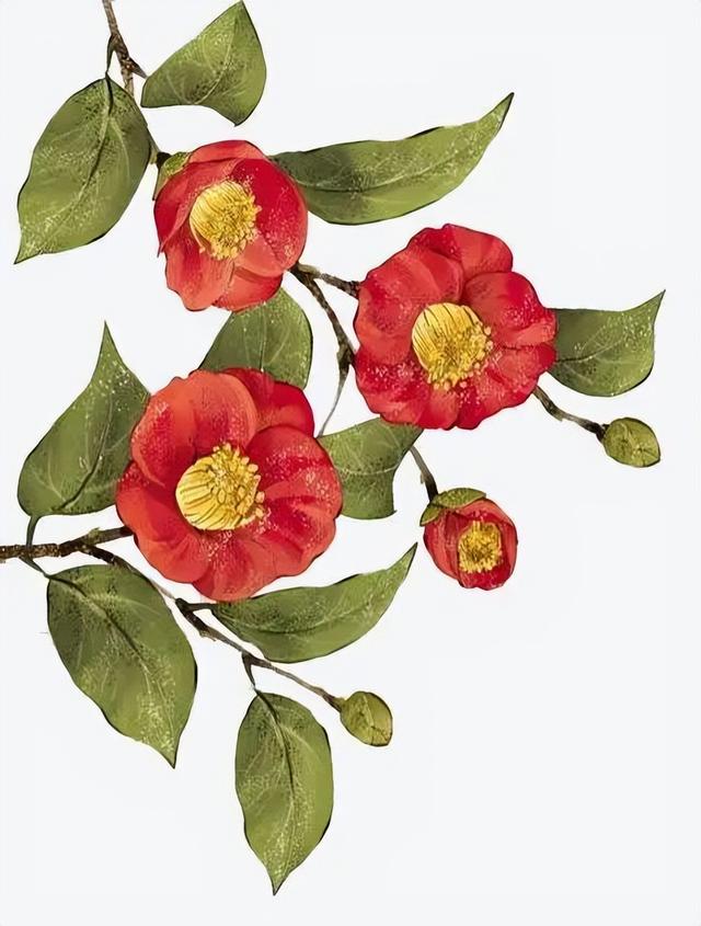 camellia做英文名寓意（camilia英文名寓意）