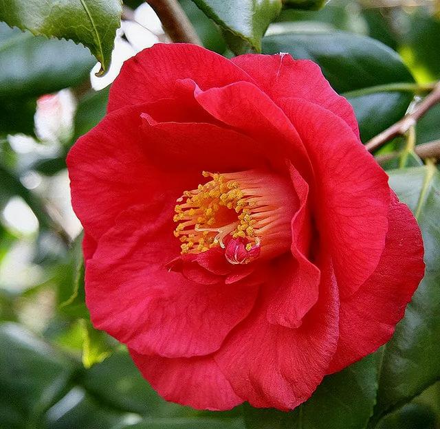 camellia做英文名寓意（camilia英文名寓意）