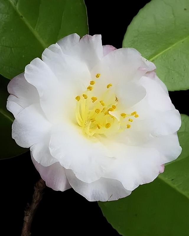 camellia做英文名寓意（camilia英文名寓意）