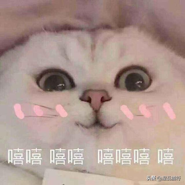 给猫取啥名字有好运（表示好运的猫名字）