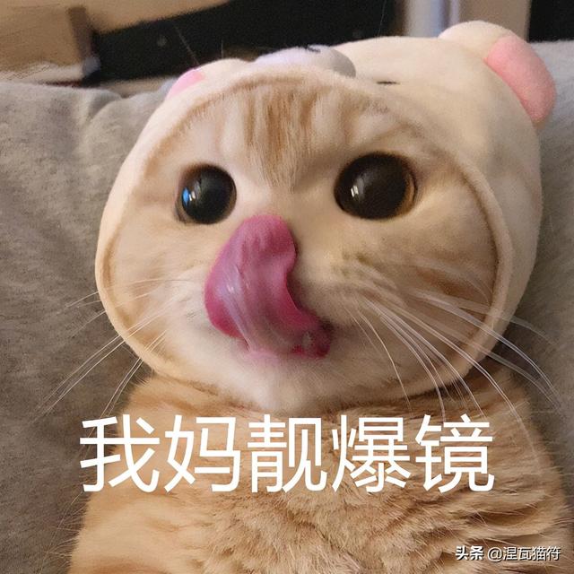 给猫取啥名字有好运（表示好运的猫名字）