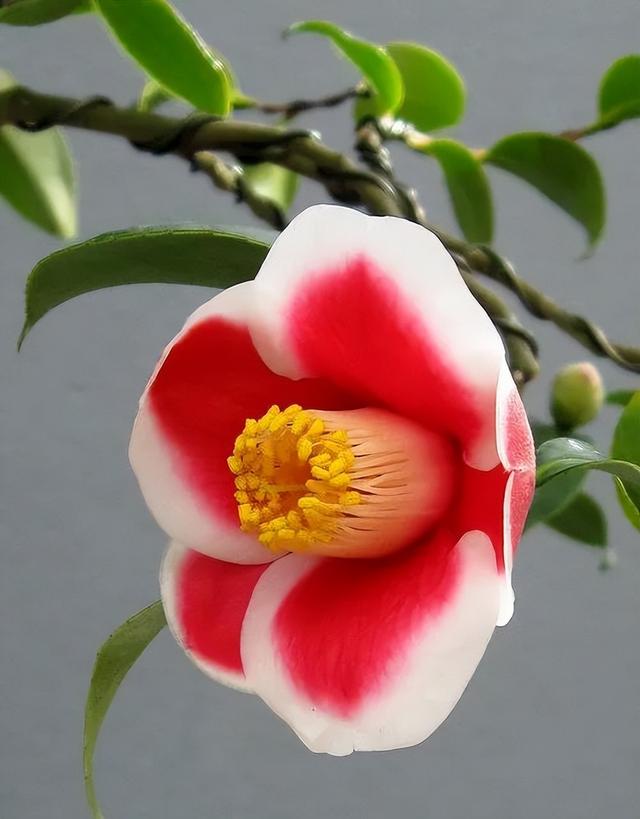 camellia做英文名寓意（camilia英文名寓意）