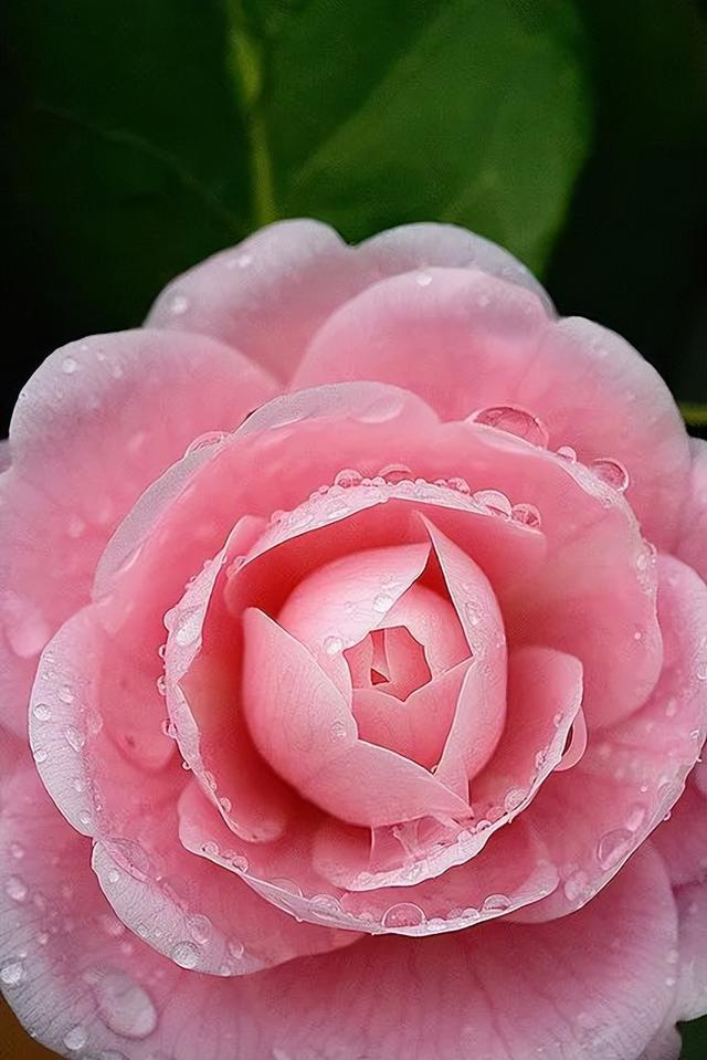 camellia做英文名寓意（camilia英文名寓意）