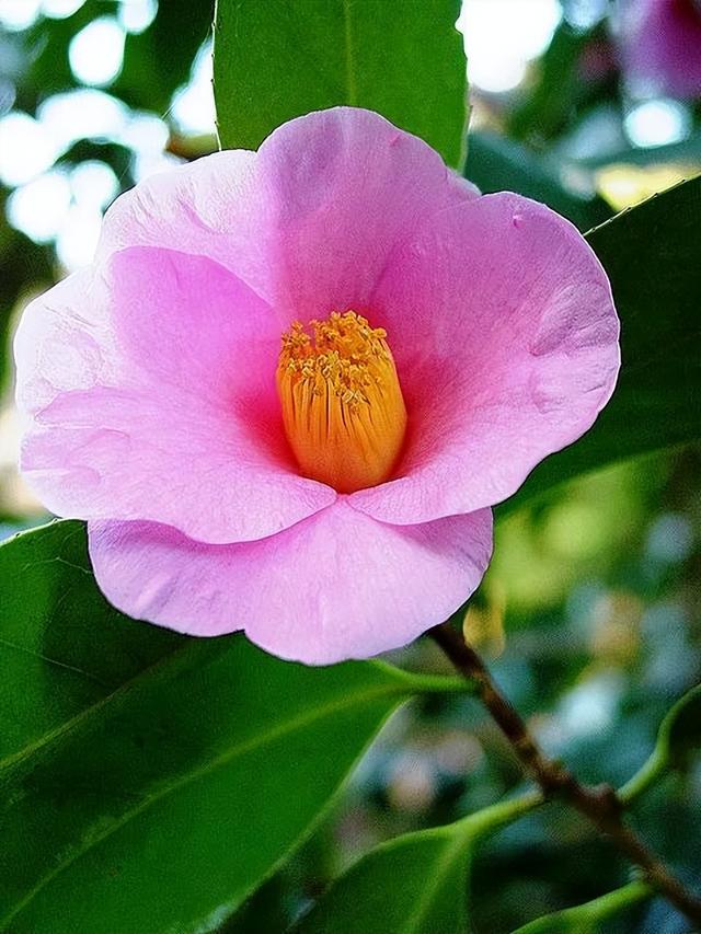 camellia做英文名寓意（camilia英文名寓意）