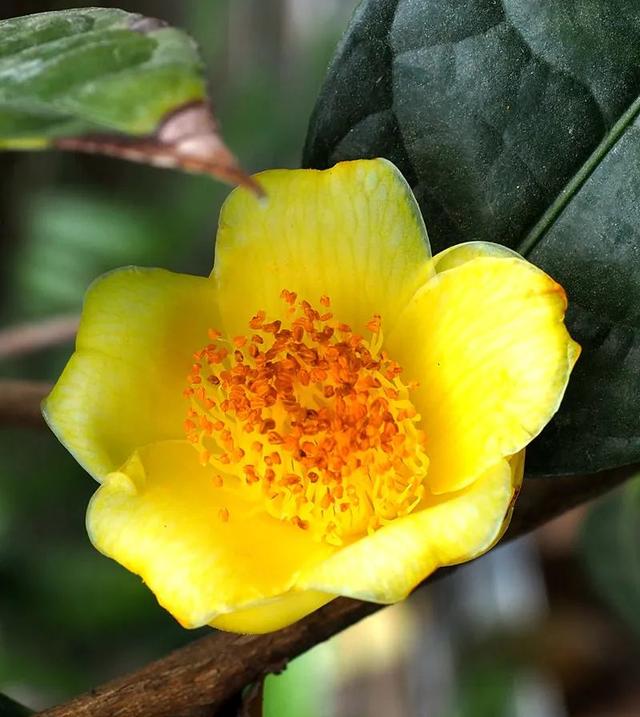 camellia做英文名寓意（camilia英文名寓意）