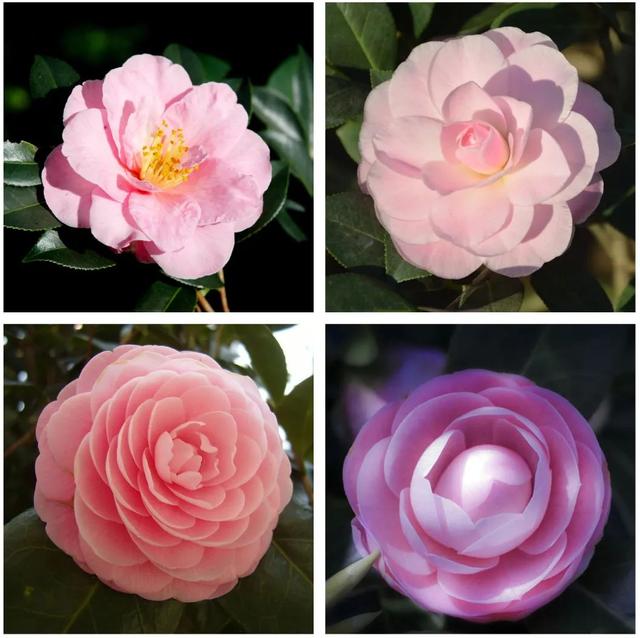 camellia做英文名寓意（camilia英文名寓意）