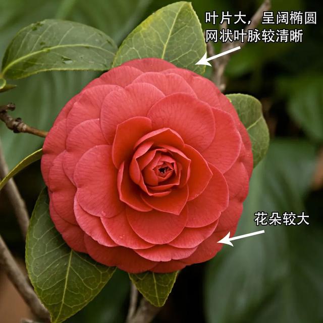 camellia做英文名寓意（camilia英文名寓意）